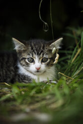 Portrait of tabby kitten lying in grass - SLF000348
