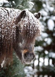 Deutschland, Baden Württemberg, Shetlandpony im Winter, Nahaufnahme - SLF000393