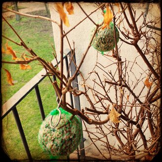 Fette Eier in einem Baum, Bremen, Deutschland - NKF000094