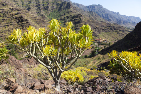 Spanien, Kanarische Inseln, Gran Canaria, Roque Bentaiga, Wolfsmilch, Euphorbia, lizenzfreies Stockfoto