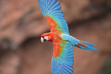 Brasilien, Mato Grosso, Mato Grosso do Sul, Bonito, Buraco von Araras, Fliegender Scharlach-Ara - FOF006498