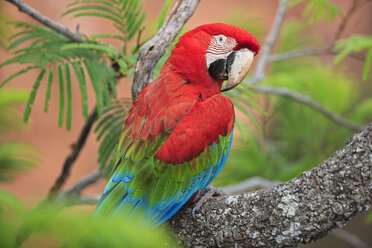 Brazil, Mato Grosso, Mato Grosso do Sul, portrait of scarlet macaw sitting on branch - FO006499