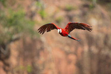 Brazil, Mato Grosso, Mato Grosso do Sul, Bonito, Buraco of Araras, flying scarlet macaw - FOF006501