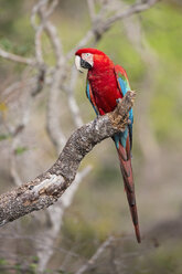 Brazil, Mato Grosso, Mato Grosso do Sul, portrait of scarlet macaw sitting on branch - FOF006502