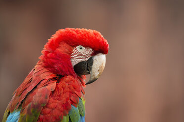 Brazil, Mato Grosso, Mato Grosso do Sul, portrait of scarlet macaw sitting on branch - FOF006507