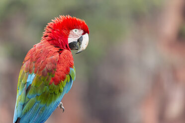 Brazil, Mato Grosso, Mato Grosso do Sul, portrait of scarlet macaw sitting on branch - FOF006508