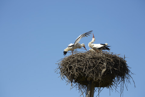 Frankreich, Elsass, Storchenpaar im Nest bei Cernay, lizenzfreies Stockfoto