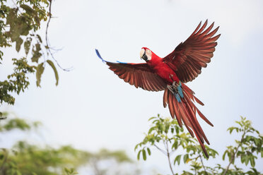 Brasilien, Mato Grosso, Mato Grosso do Sul, Bonito, Buraco von Araras, Fliegender Scharlach-Ara - FOF006510