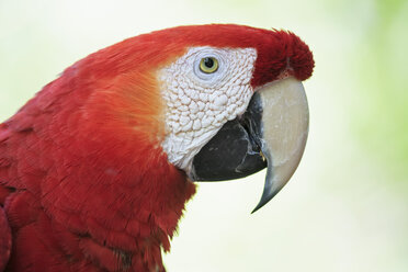 Brazil, Mato Grosso, Mato Grosso do Sul, portrait of scarlet macaw sitting on branch - FOF006512