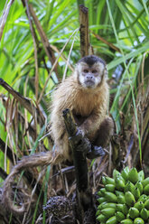 Brasilien, Mato Grosso, Mato Grosso do Sul, Kapuzineräffchen auf Ast sitzend - FOF006490