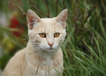 Portrait of tomboy sitting in grass - SLF000365