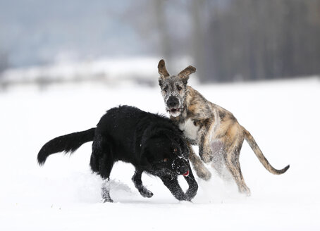 Irischer Wolfshundwelpe und schwarzer Mischling spielen zusammen auf einer schneebedeckten Wiese - SLF000355