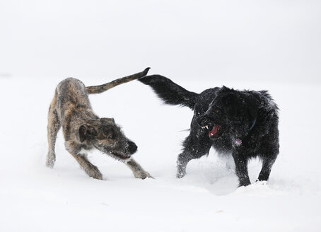Irischer Wolfshundwelpe und schwarzer Mischling spielen zusammen auf einer schneebedeckten Wiese - SLF000356