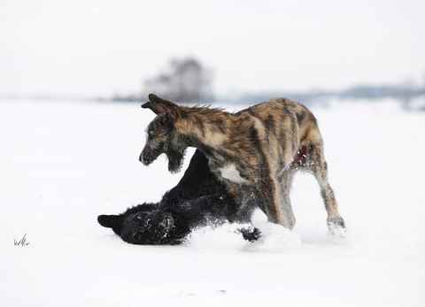Irischer Wolfshundwelpe und schwarzer Mischling spielen zusammen auf einer schneebedeckten Wiese, lizenzfreies Stockfoto