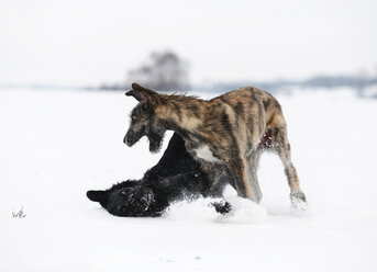Irischer Wolfshundwelpe und schwarzer Mischling spielen zusammen auf einer schneebedeckten Wiese - SLF000357