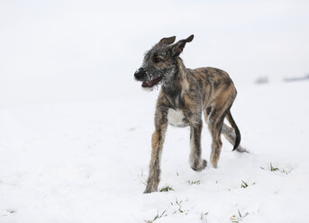 Irish Wolfhound puppy on snow-covered meadow - SLF000358
