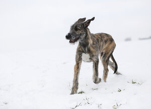 Irish Wolfhound Welpe auf verschneiter Wiese - SLF000358