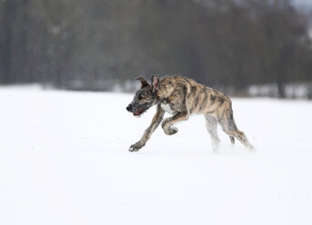 Irish Wolfhound Welpe auf verschneiter Wiese - SLF000359