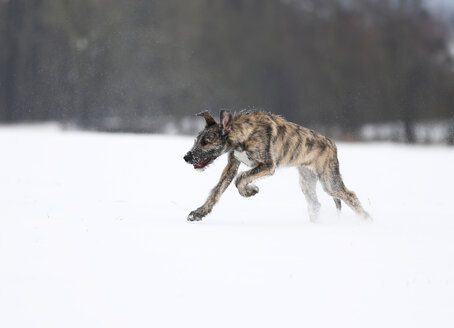 Irish Wolfhound Welpe auf verschneiter Wiese - SLF000359