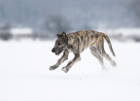 Irish Wolfhound Welpe auf verschneiter Wiese, lizenzfreies Stockfoto