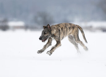 Irish Wolfhound Welpe auf verschneiter Wiese - SLF000360