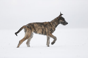 Irish Wolfhound Welpe auf verschneiter Wiese - SLF000361
