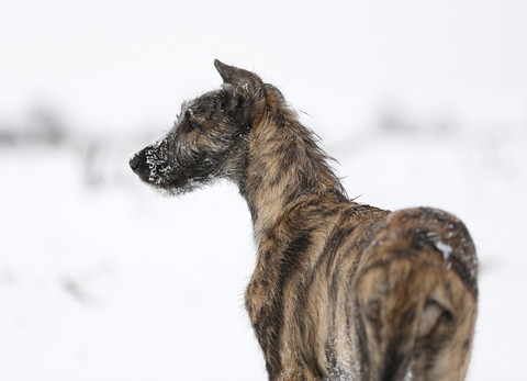 Irish Wolfhound Welpe auf verschneiter Wiese, lizenzfreies Stockfoto