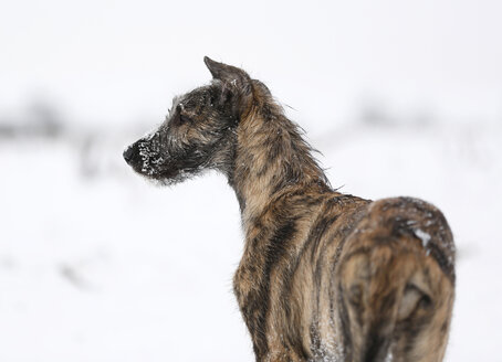 Irish Wolfhound Welpe auf verschneiter Wiese - SLF000362