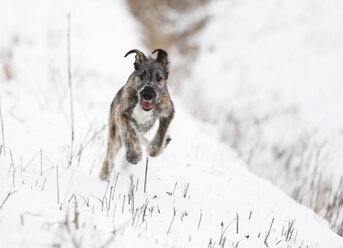 Irish Wolfhound Welpe auf verschneiter Wiese - SLF000364