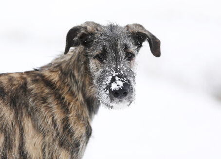 Porträt eines irischen Wolfshundwelpen mit Schnee auf der Schnauze - SLF000363