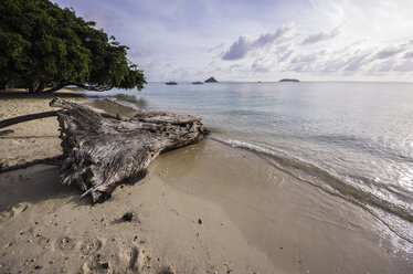 Thailand, Koh Phi Phi Don, Baumstumpf am Strand - THAF000251