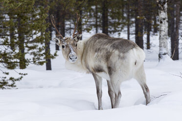 Skandinavien, Finnland, Inari, Rentier, Rangifer tarandus - SR000509