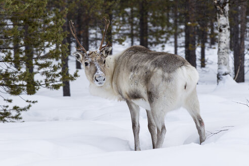 Skandinavien, Finnland, Inari, Rentier, Rangifer tarandus - SR000509