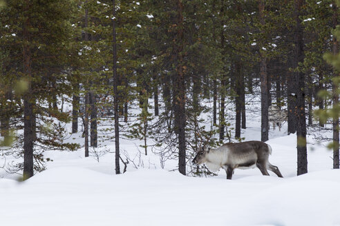 Skandinavien, Finnland, Inari, Rentier, Rangifer tarandus - SR000510