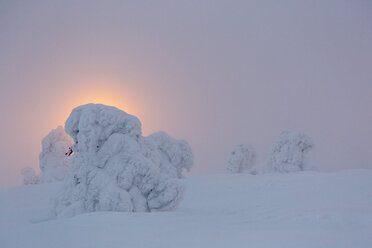 Skandinavien, Finnland, Kittilae, Schneebedeckte Kiefern im Gegenlicht des Abends - SR000513