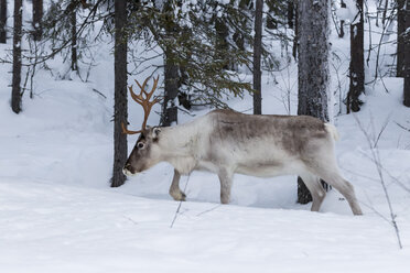 Scandinavia, Finland, Inari, Reindeer, Rangifer tarandus - SR000529