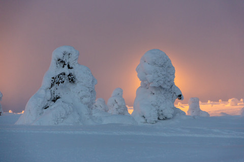 Skandinavien, Finnland, Kittilae, Schneebedeckte Kiefern im Gegenlicht des Abends, lizenzfreies Stockfoto