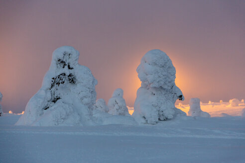 Skandinavien, Finnland, Kittilae, Schneebedeckte Kiefern im Gegenlicht des Abends - SR000514