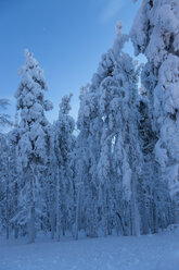 Skandinavien, Finnland, Kittilae, Wald, schneebedeckte Bäume - SR000515