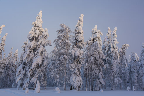 Skandinavien, Finnland, Kittilae, Wald, schneebedeckte Bäume - SR000516