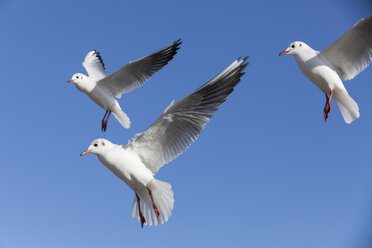 Germany, Schleswig-Holstein, Black-headed gulls - SR000508