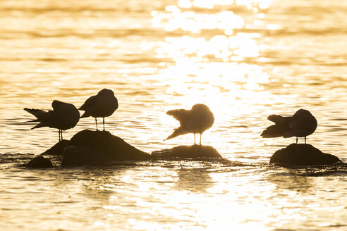 Deutschland, Schleswig-Holstein, Ostsee, Möwen bei Sonnenaufgang - SR000507