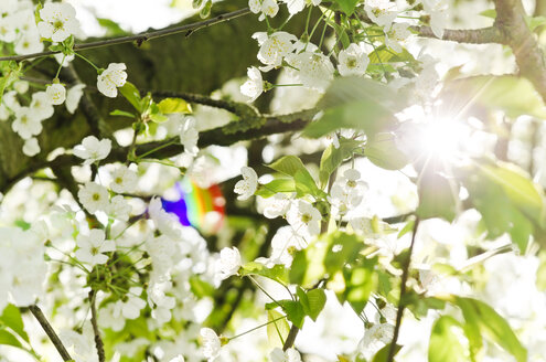 White cherry blossoms - CZF000150