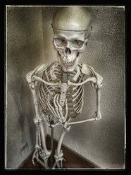 Skelett, Atelier - CSF021255