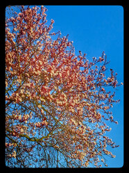 Blood plum, flowering tree (Prunus cerasifera 'Nigra'), Spring, Germany - CSF021240