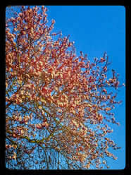 Blutpflaume, blühender Baum (Prunus cerasifera 'Nigra'), Frühling, Deutschland - CSF021240