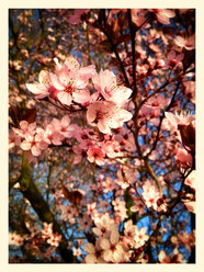 Blutpflaume, blühender Baum (Prunus cerasifera 'Nigra'), Frühling, Deutschland - CSF021239