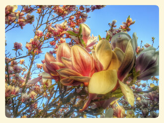 Magnolie (Magnolia), Blumen, Frühling, Deutschland - CSF021237