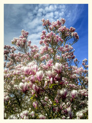 Magnolia (Magnolia), flowers, spring, Germany - CSF021235