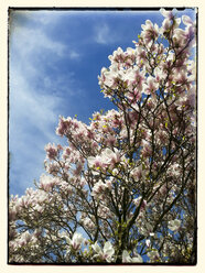 Magnolia (Magnolia), flowers, spring, Germany - CSF021232